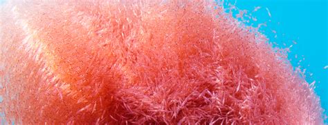 Everything You Need to Know About Krill .